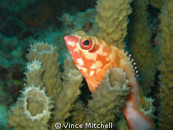 Taken while diving Kapalia in 2008 using a Canon A640, Ca... by Vince Mitchell 